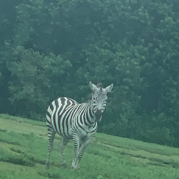 Meet your Posher, Jazz - Picture 1 of 1